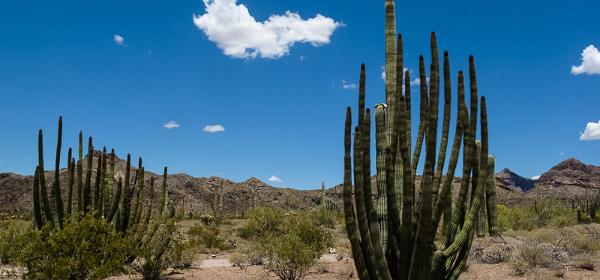 Organ Pipe NM