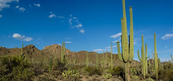 Saguaro NP