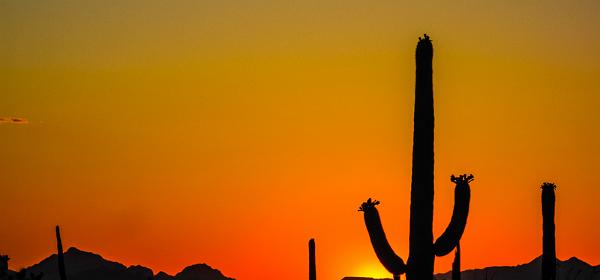 Saguaro NP West